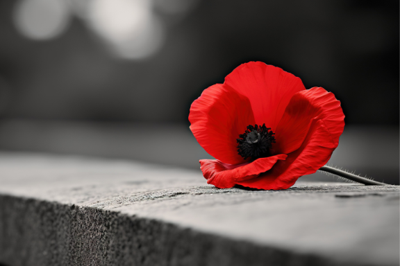 The Poppy Appeal