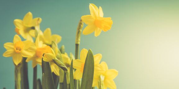 Daffodil Day