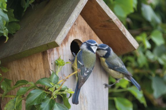 Nest-Box Workshops